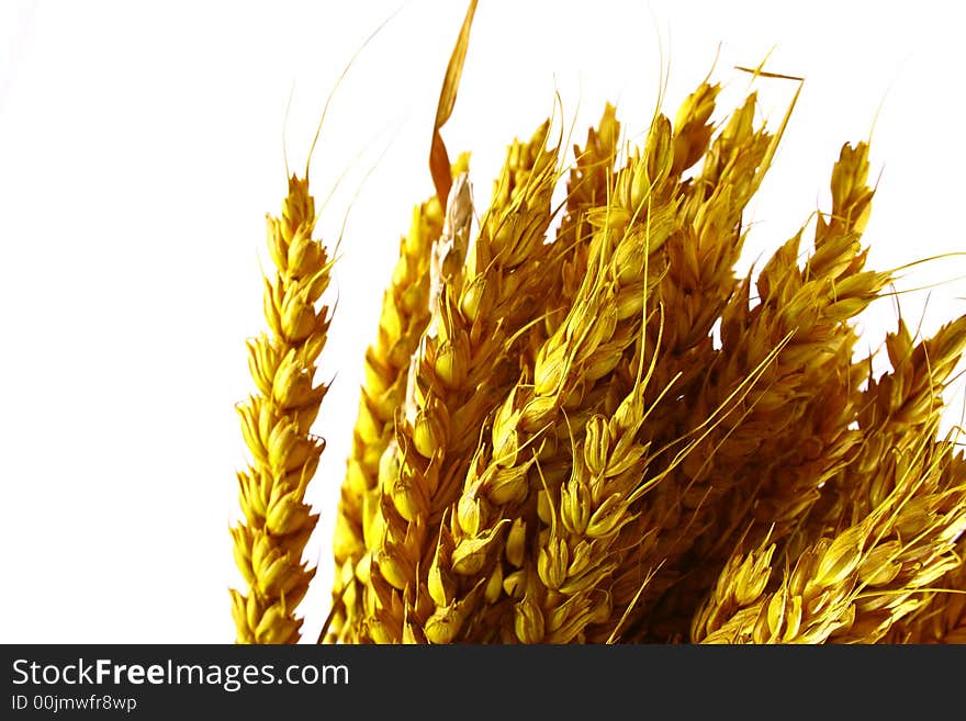 Yellow grain ready for harvest growing in a farm field. Yellow grain ready for harvest growing in a farm field