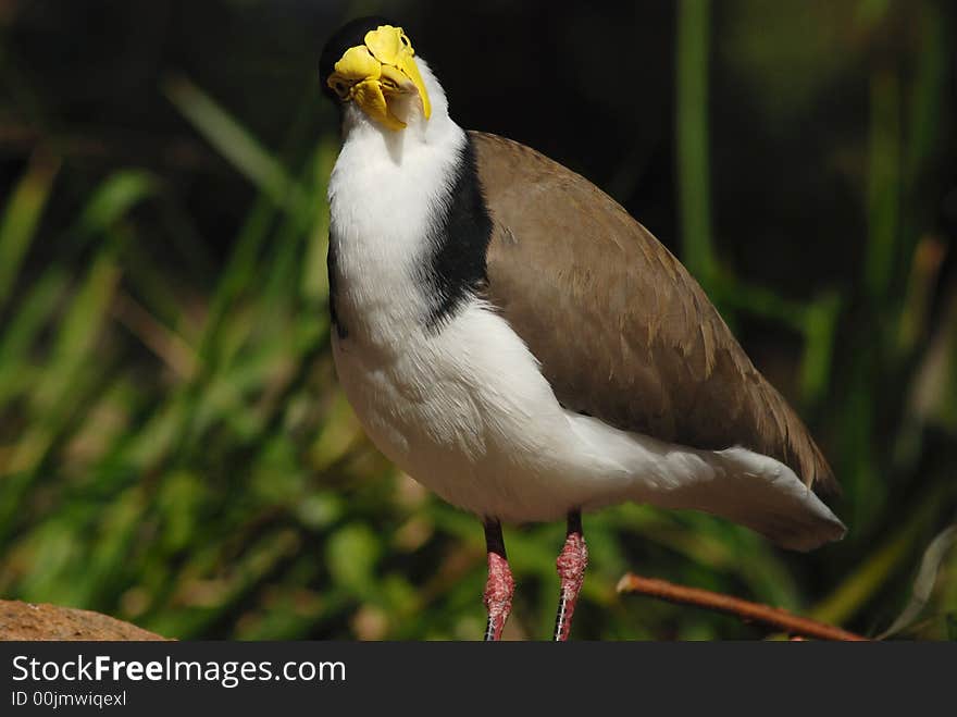 Staring masked lapwing