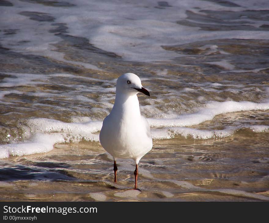 Seagull Bathing In The Sea. Seagull Bathing In The Sea