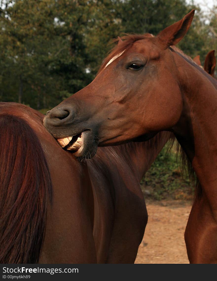 Arabian gelding scratching backside of is pasture buddy. Arabian gelding scratching backside of is pasture buddy