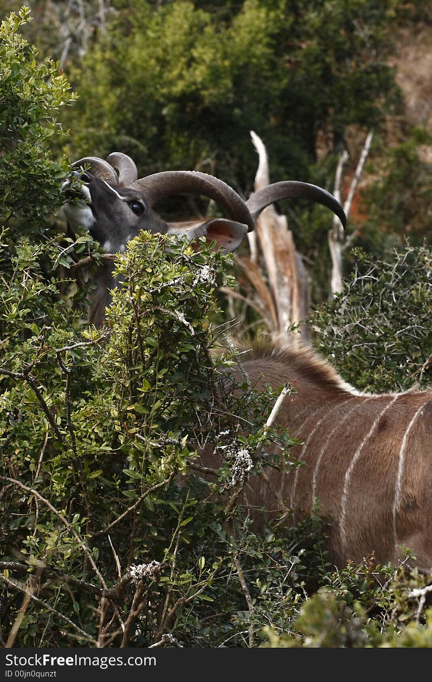 Kudu Stretching To Eat