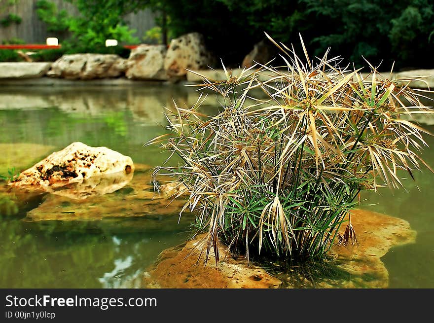 Stone plant