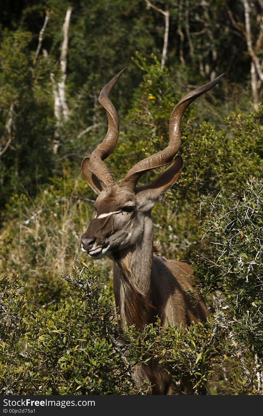 Kudu having a midday snak of green leaves. Kudu having a midday snak of green leaves