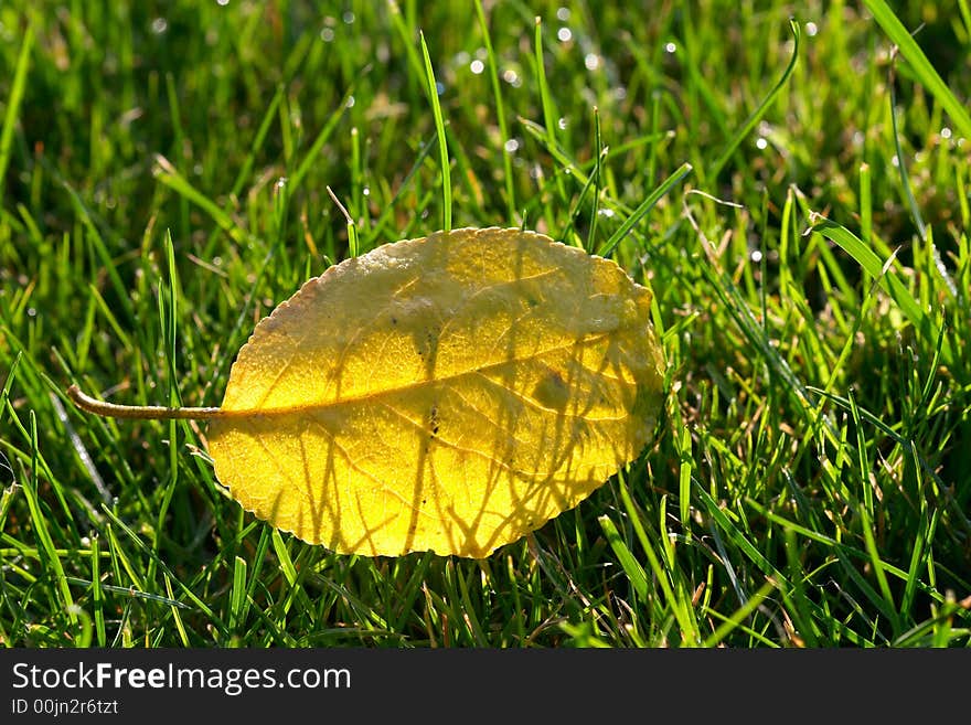 Golden autumn leaf