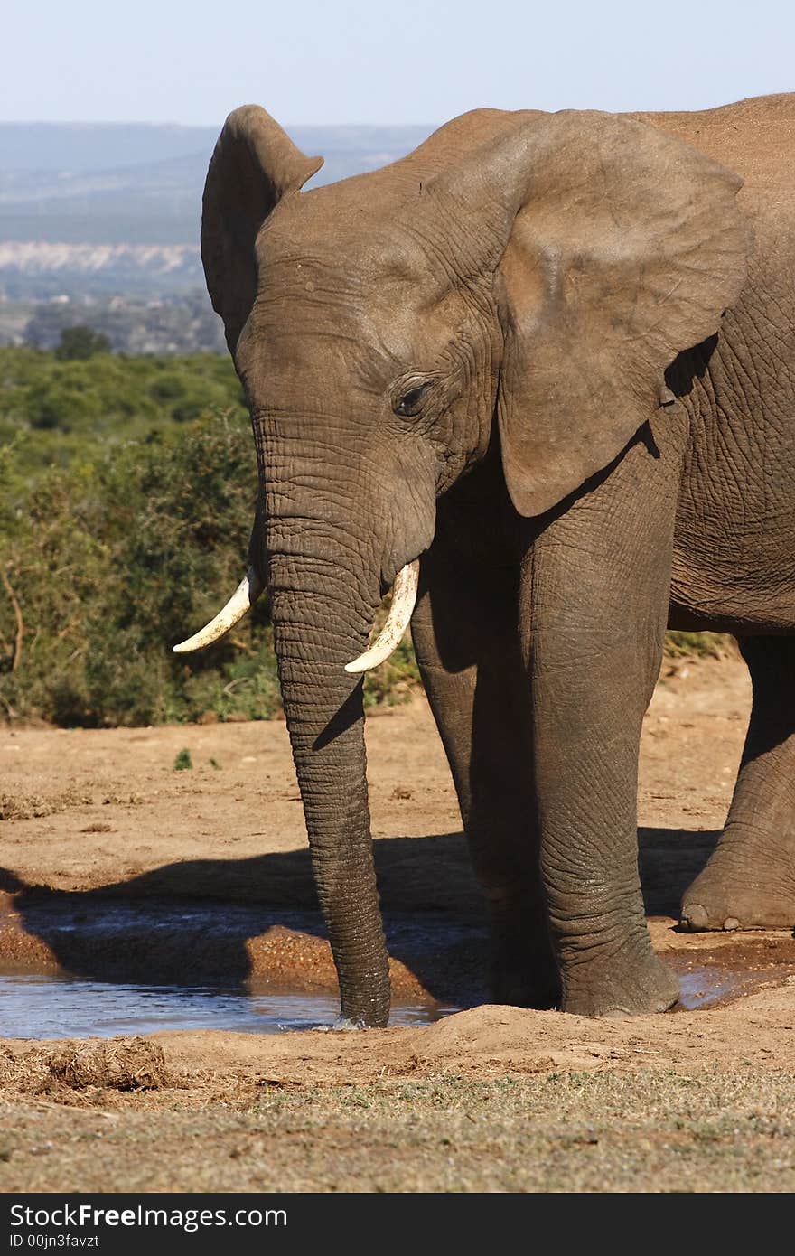 Young elephant bull drinking at a waterhole