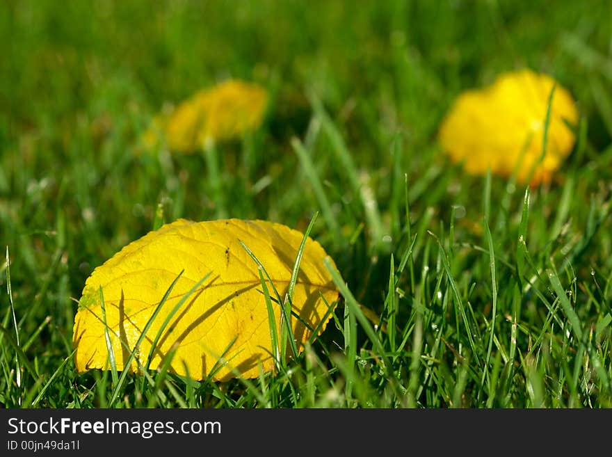 Yellow autumn leaves