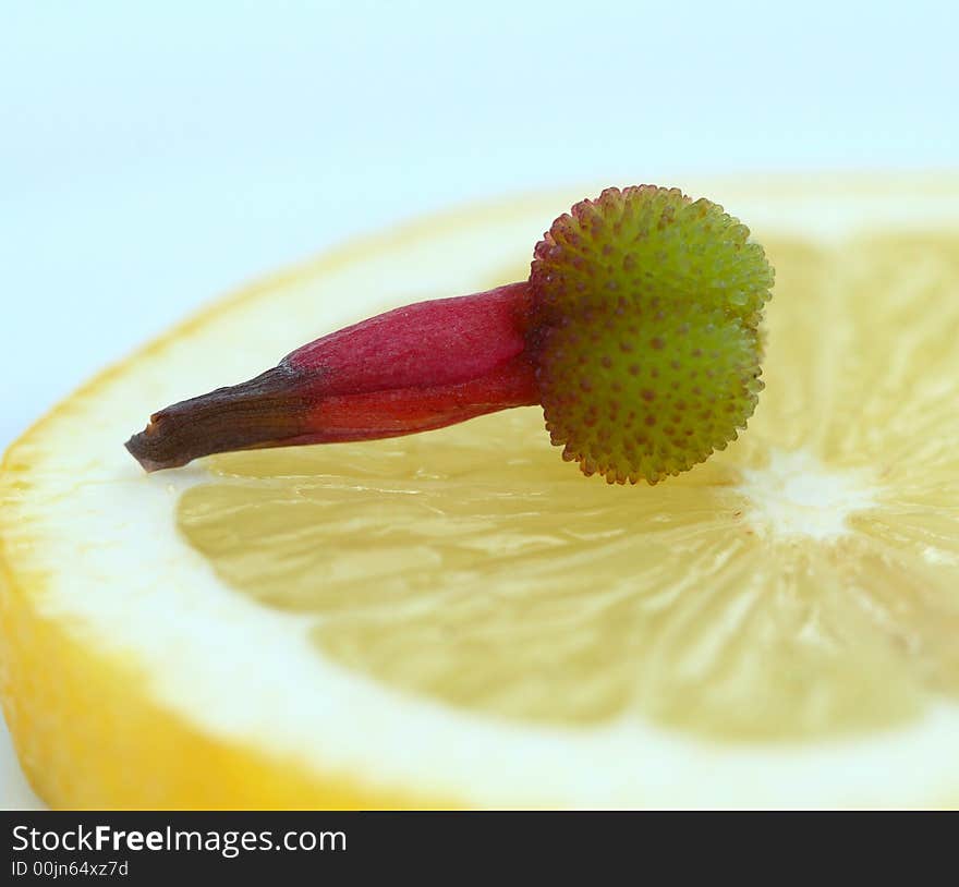 Bud of flower on the lemon