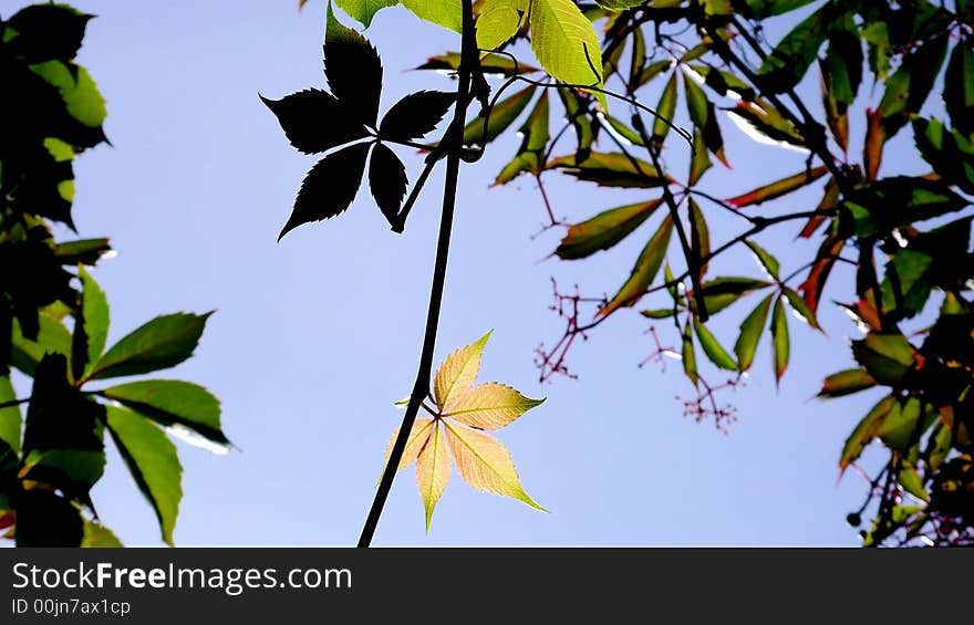 Different leaf