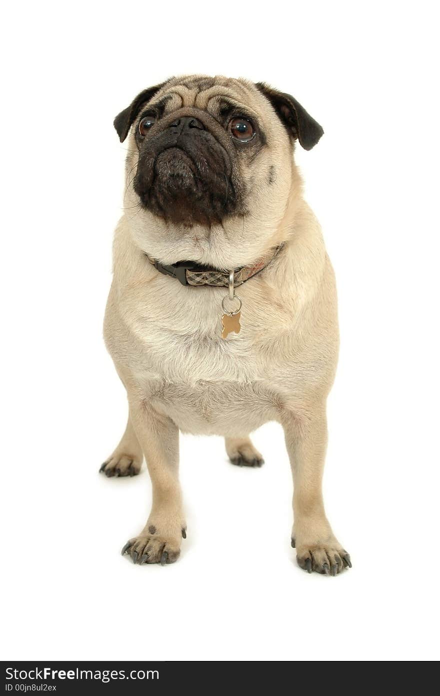 Pug standing on white background. Pug standing on white background