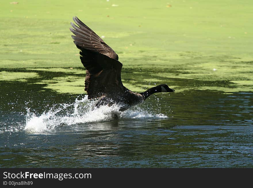 Landing Canada Goose