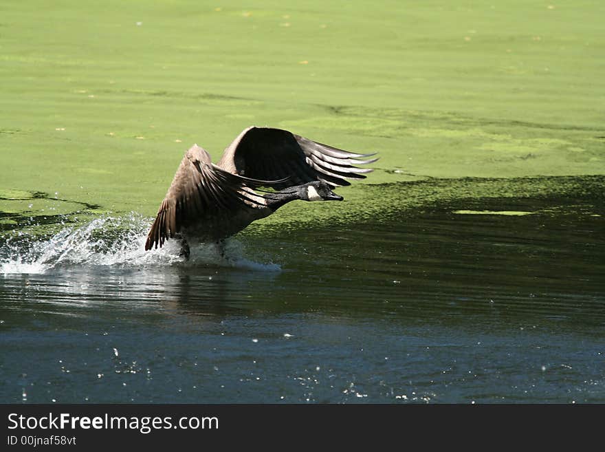 Landing Canada Goose