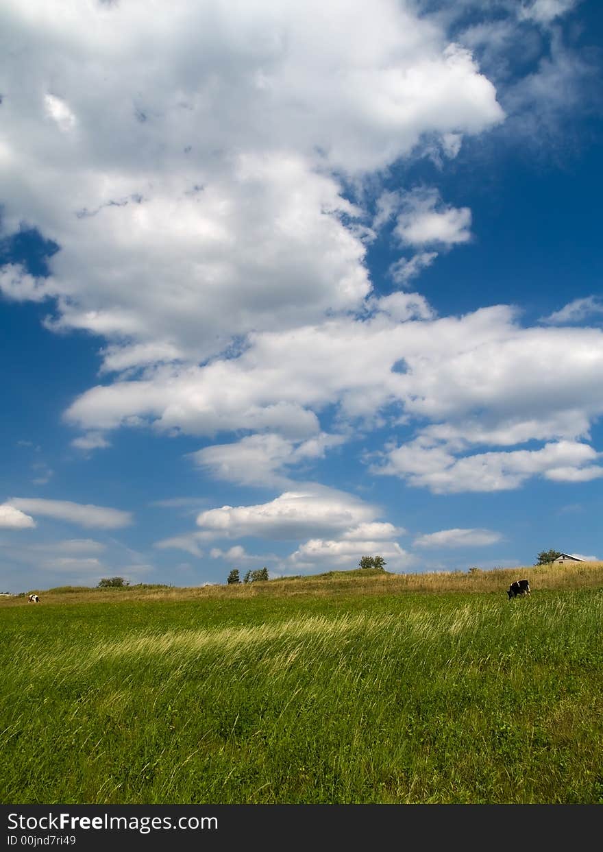 Summer landscape - blue sky with clouds, green meadow with cows. Summer landscape - blue sky with clouds, green meadow with cows