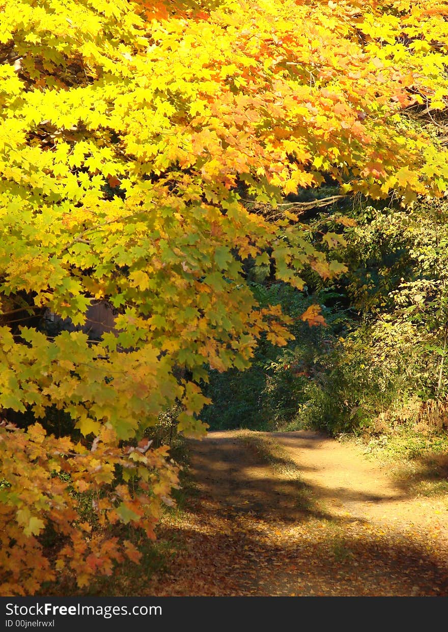 A country road surrounded by peak fall foliage