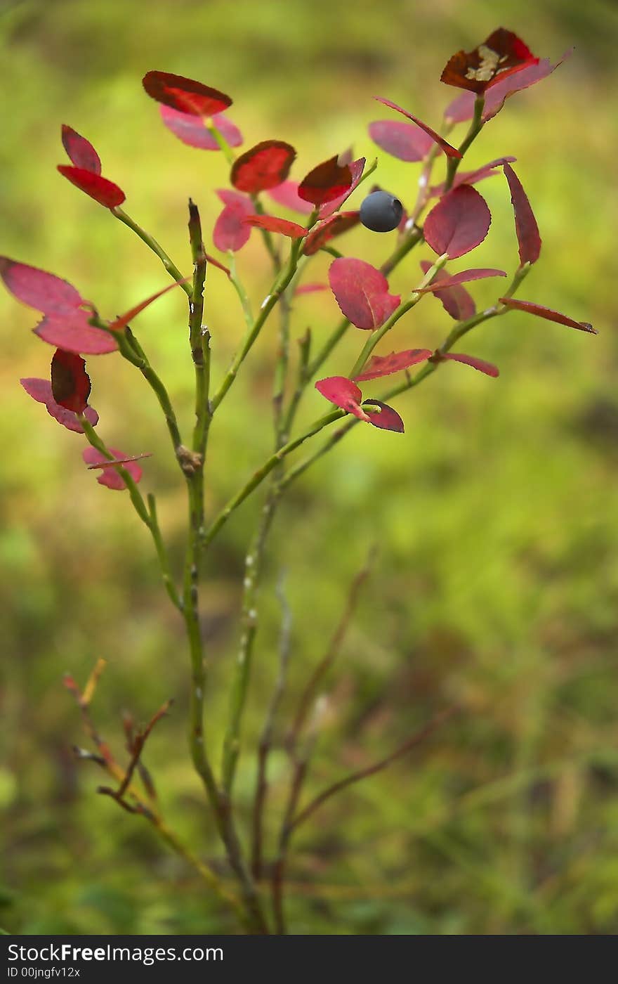 Bush of a bilberry