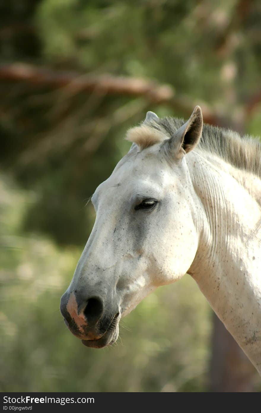 Head of a wild white horse, photographed in the field