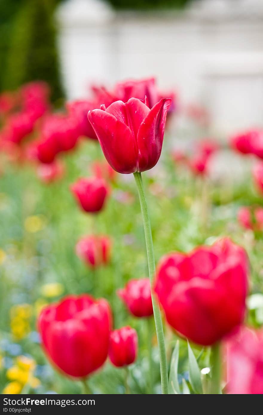 Tulips