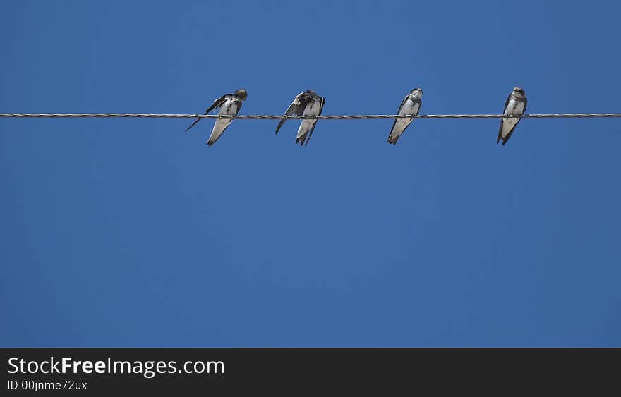 Birds (martlet) sitting on electric wires