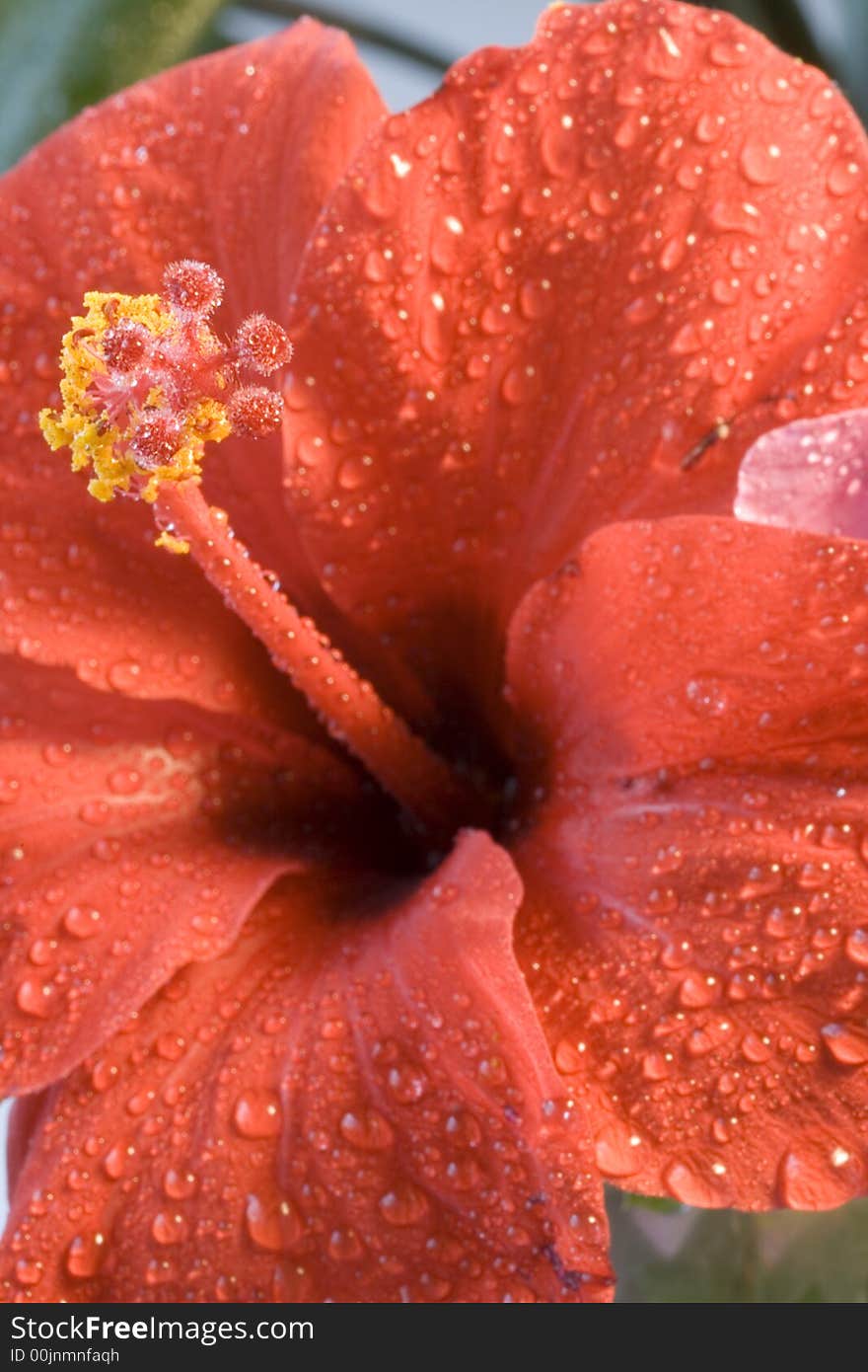 Nice hibiscus flower after rain