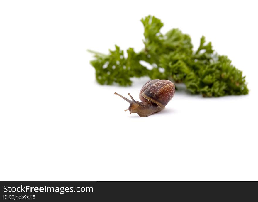 Snail