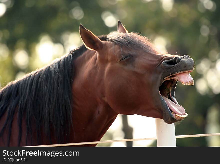 Close up of an Arabian horse yawning. Close up of an Arabian horse yawning.