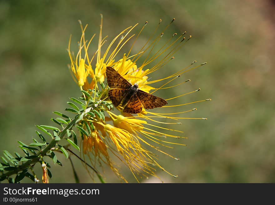 Within Sycamore Canyon live is buzzing. This lush green area hosts many plants and animals, including this moth. Within Sycamore Canyon live is buzzing. This lush green area hosts many plants and animals, including this moth