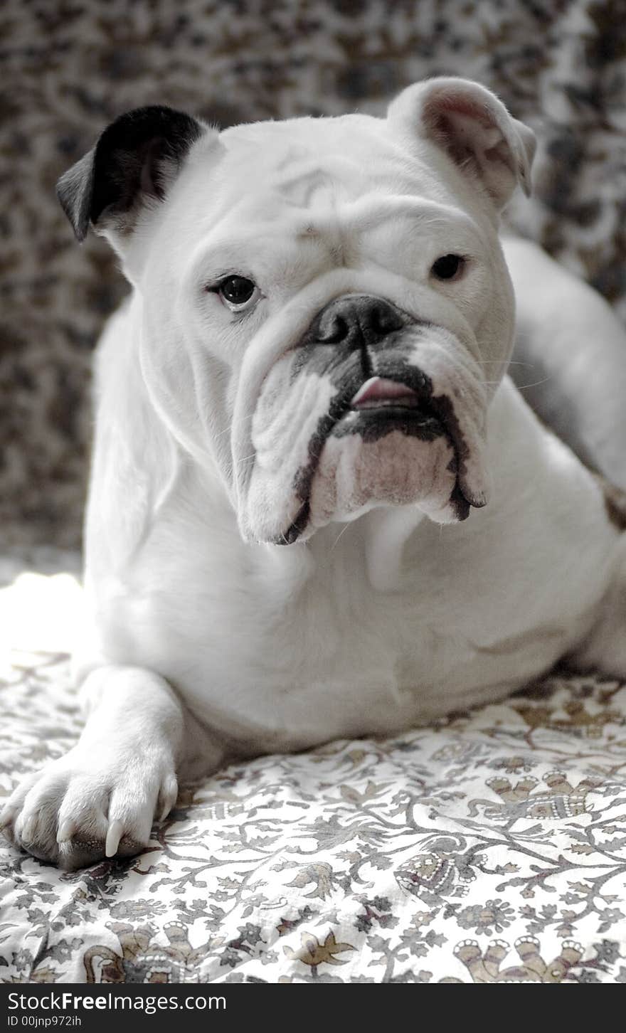 An English bulldog named Suamy. An English bulldog named Suamy.