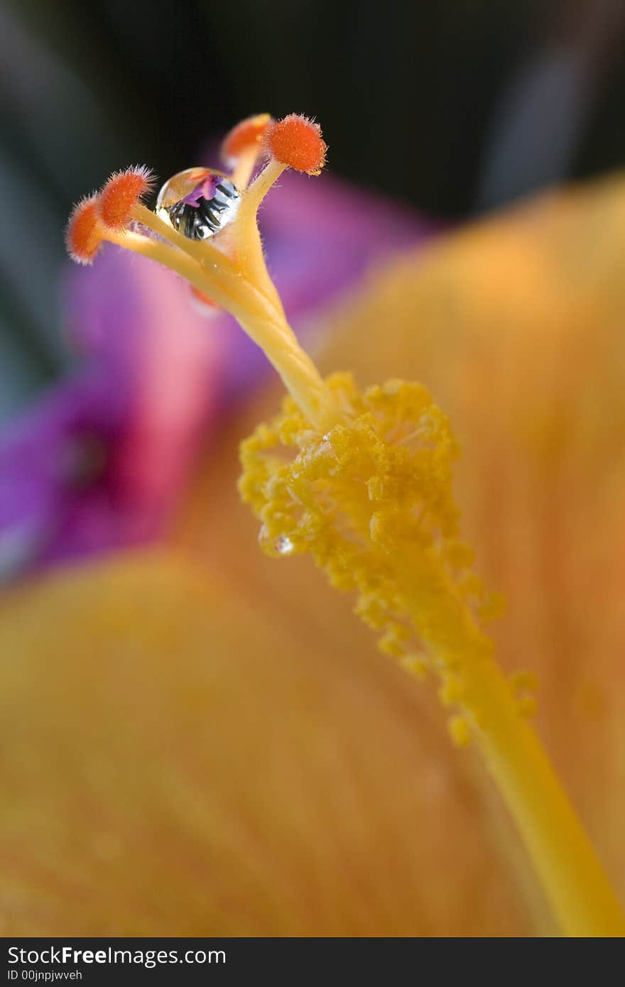 Hibiscus flower after rain