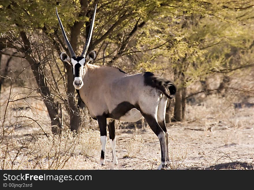 Gemsbok at Central Kalahari Game Reserve Botswana