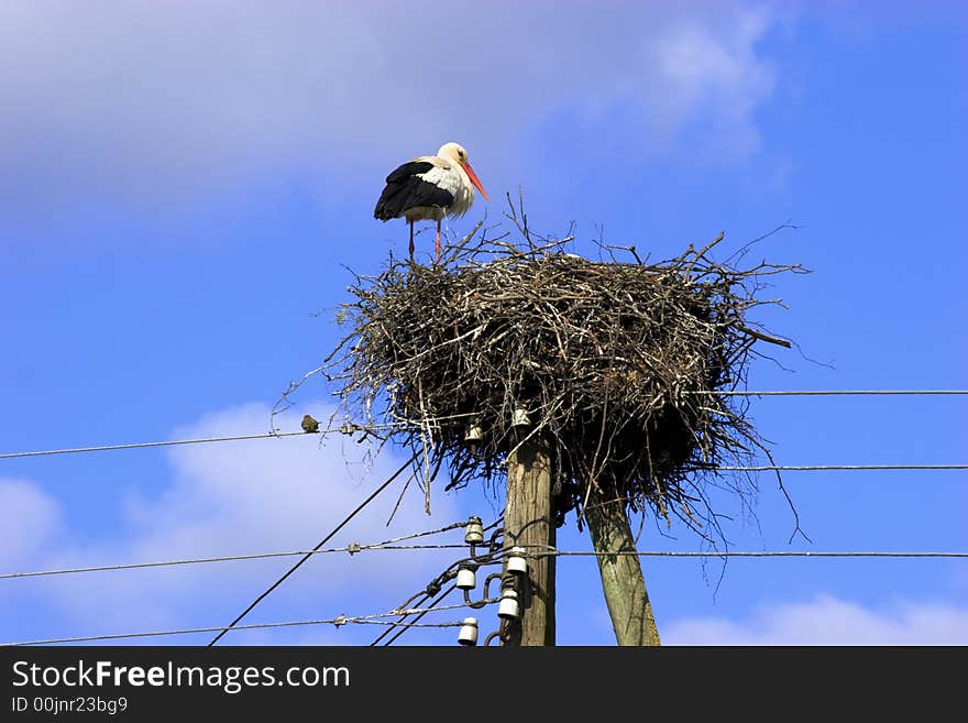 White Stork in nest