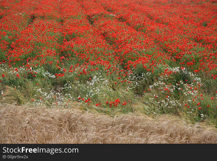 Field of scarlet poppies with golden wheat in the foreground. Field of scarlet poppies with golden wheat in the foreground