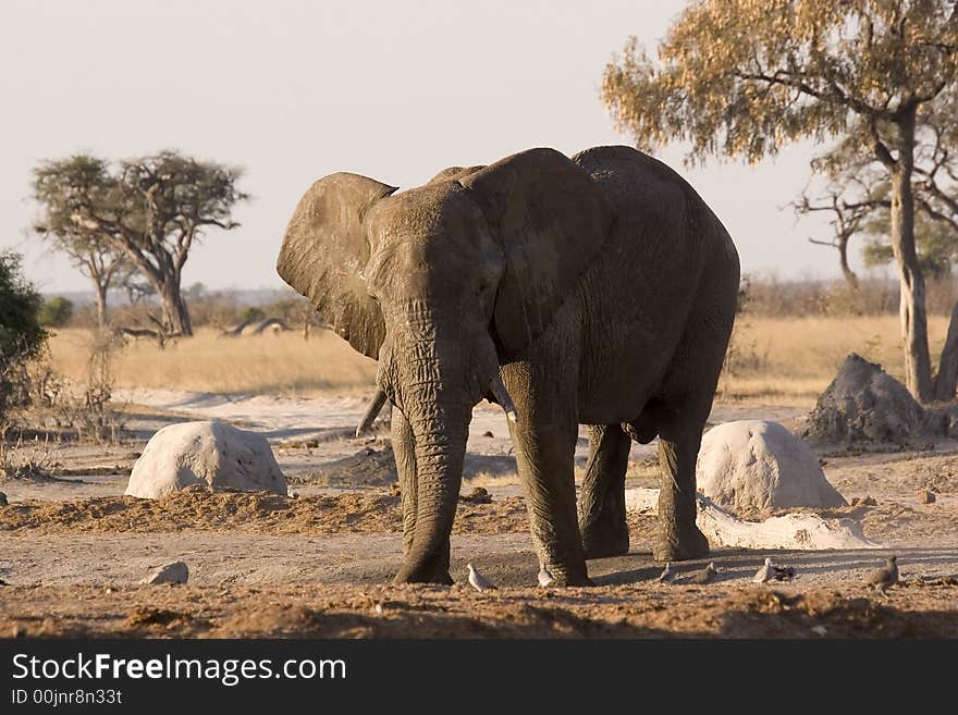 Elephant at a waterhole