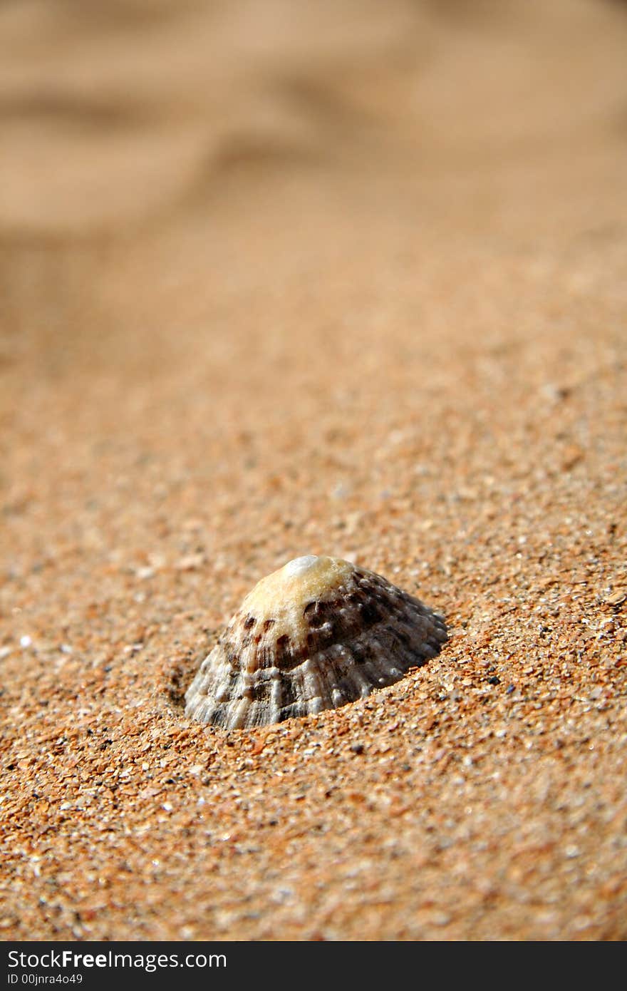 Limpet shell on a golden sandy beach. Nice dof and copyspace. . Limpet shell on a golden sandy beach. Nice dof and copyspace.