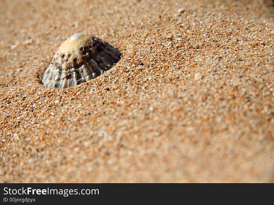 Limpet shell on a golden sandy beach. Nice dof and copyspace. Limpet shell on a golden sandy beach. Nice dof and copyspace.