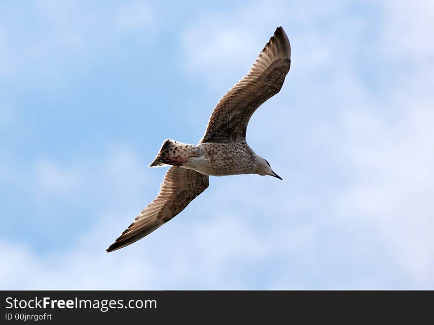 Sea-gull