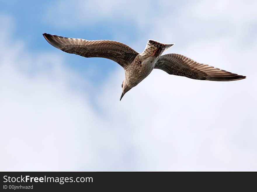 Sea-gull