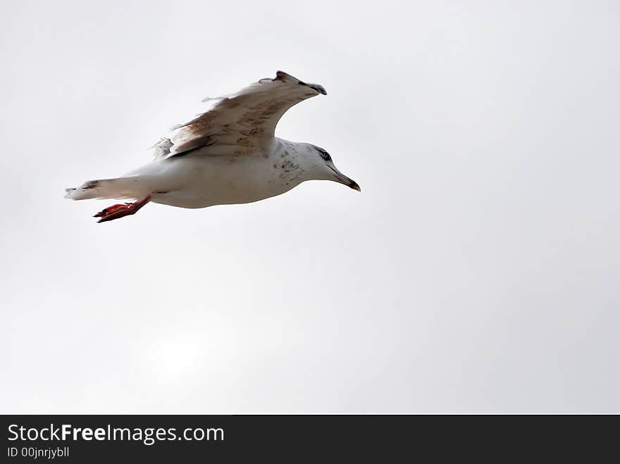 Sea-gull