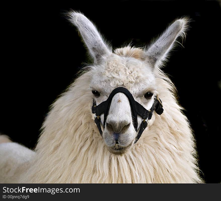White and brown llama close-up, black background