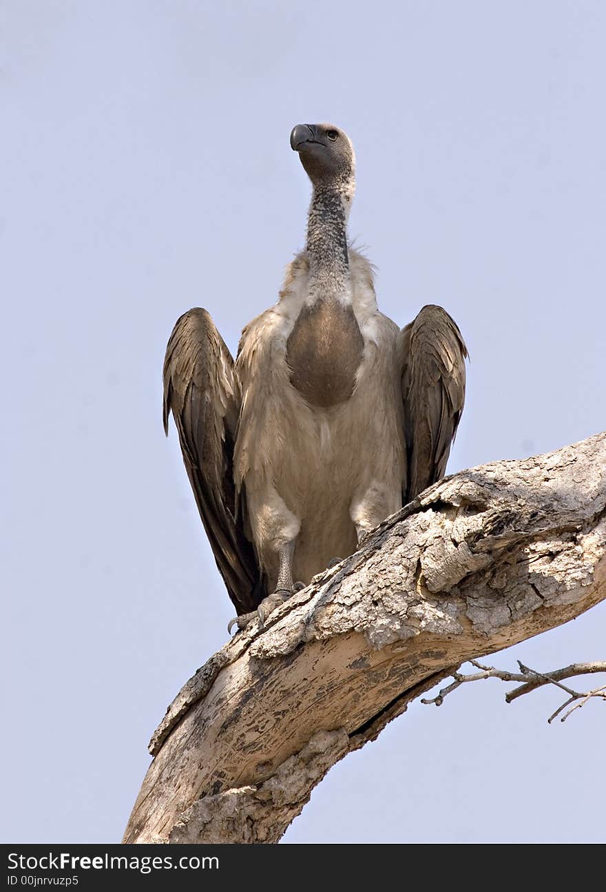 White-backed vulture