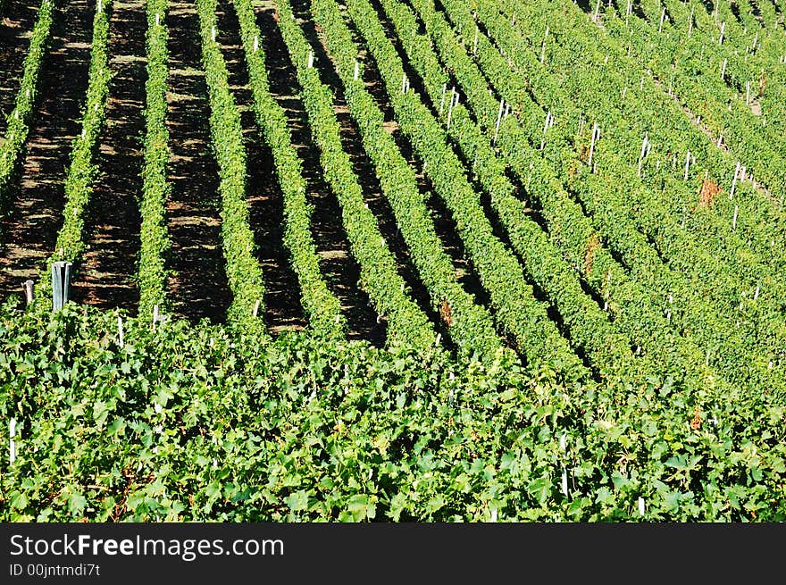 Vineyards panorama, Barbaresco hills, piemonte, Italy