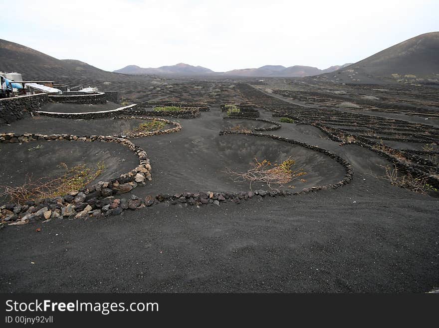 Volcanic vineyard in a black ash soil