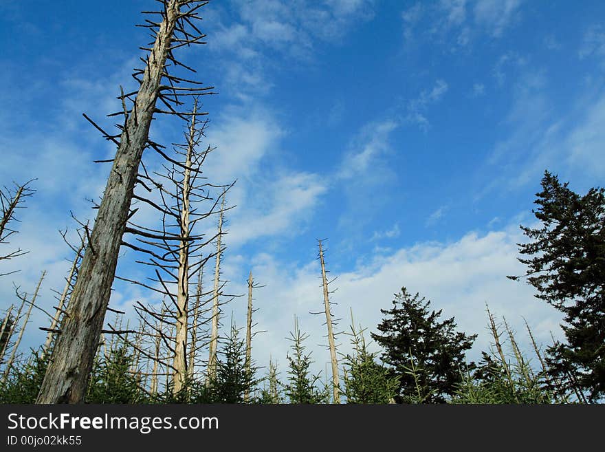 Dead Trees on a Blue Sky