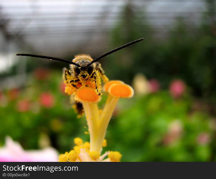 A Wasp And Pollens