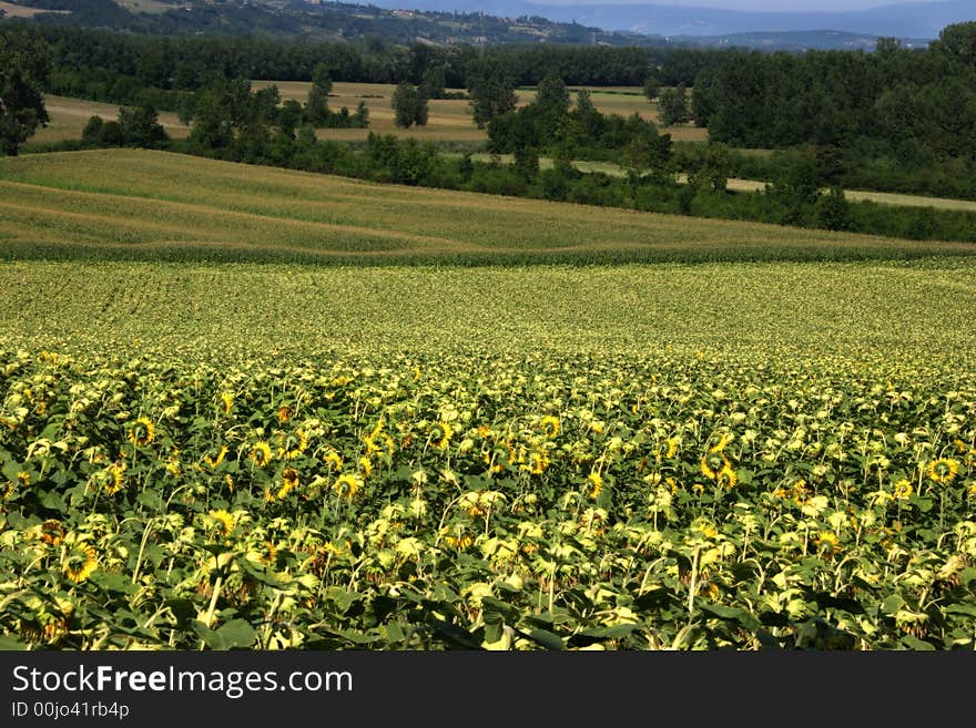 Sunflower field in french countryside