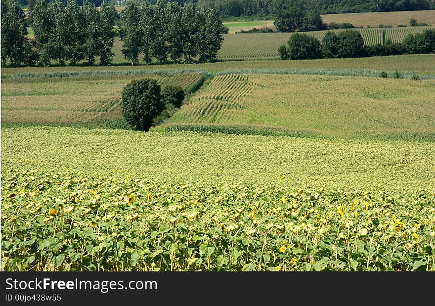 Sunflower field in french countryside