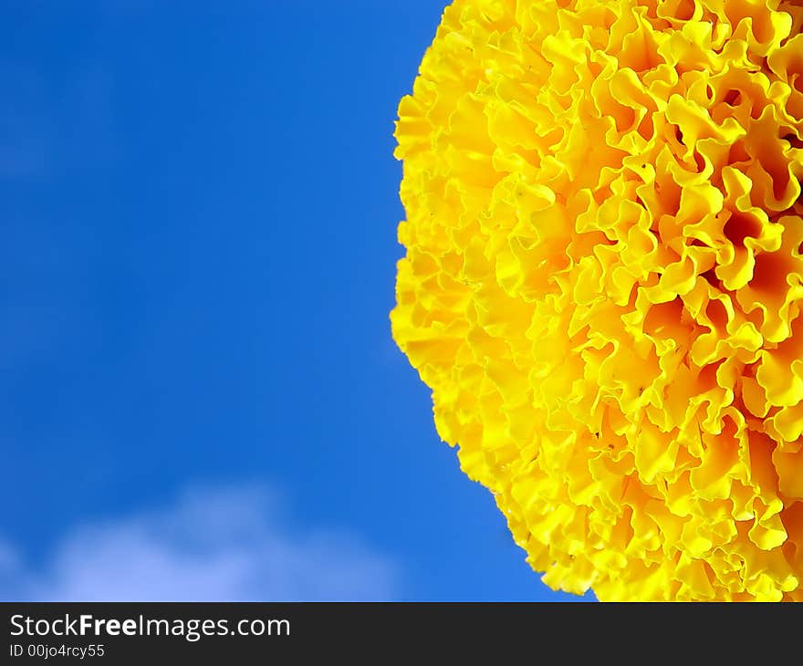 Yellow saffron flower with the blue sky. Yellow saffron flower with the blue sky