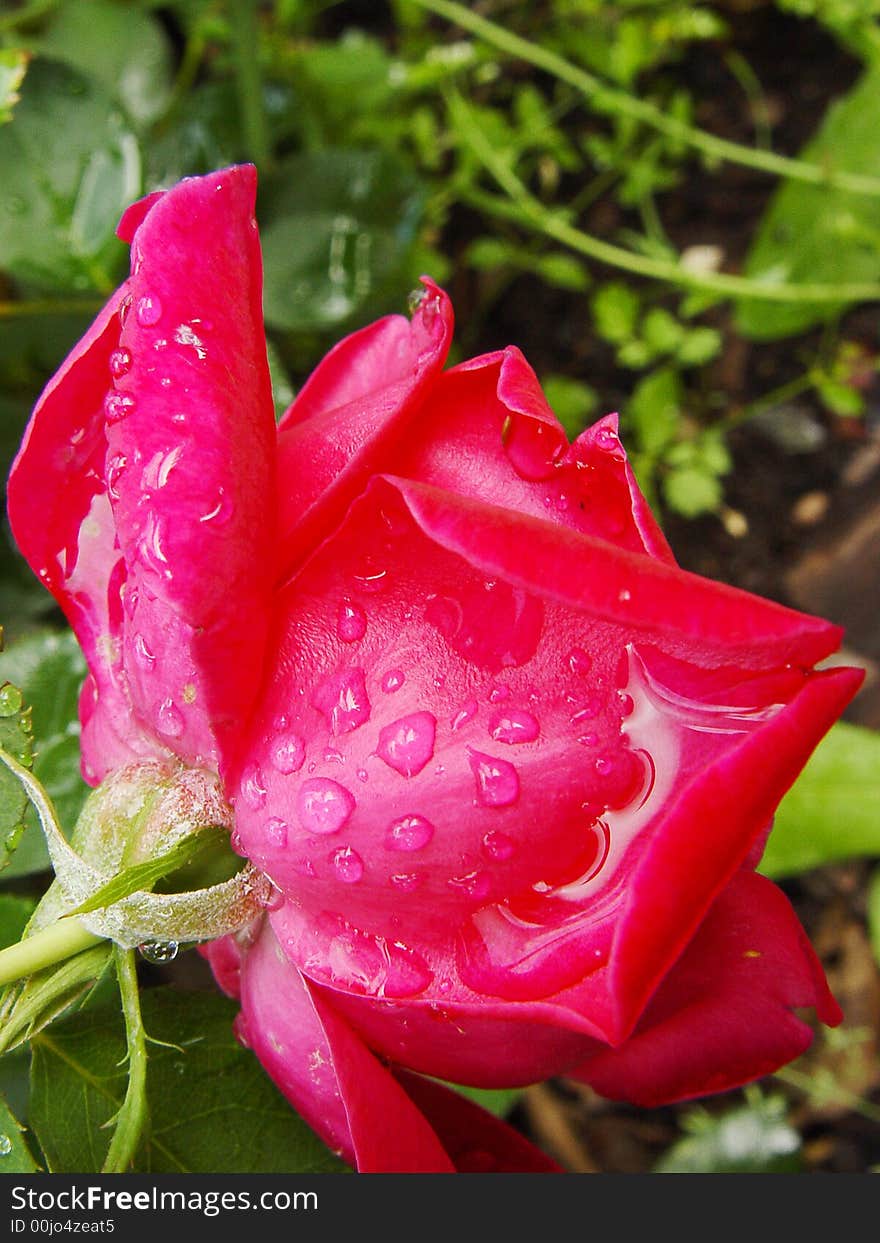 Red rose growing in the garden with rain drops. Red rose growing in the garden with rain drops