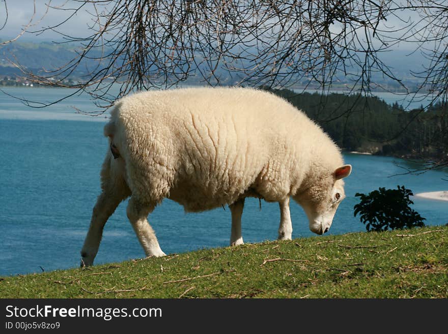 Lamb grazing by the sea