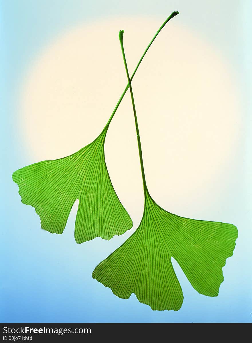 Ginkgo bilobaz