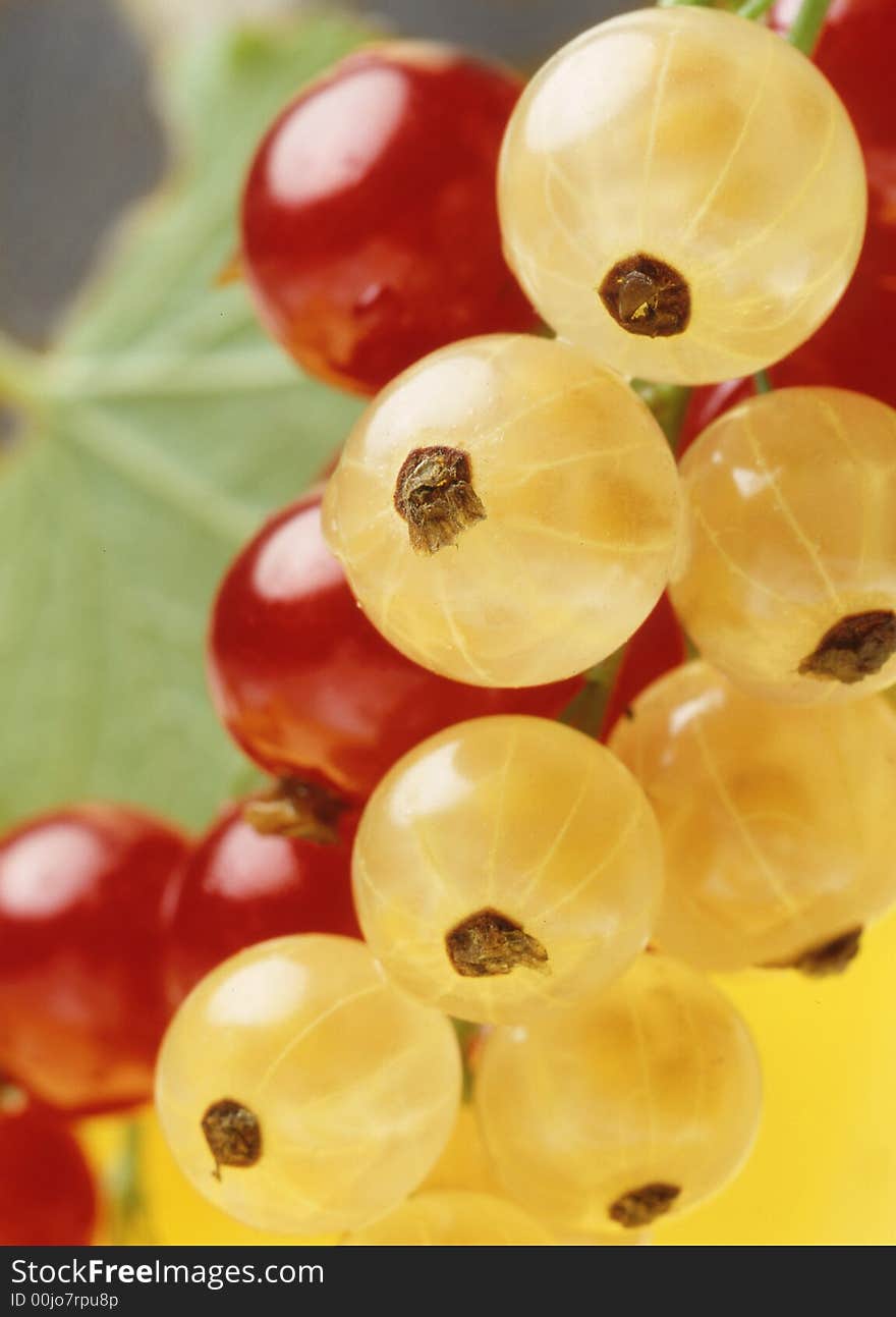 Red  and yellow currant