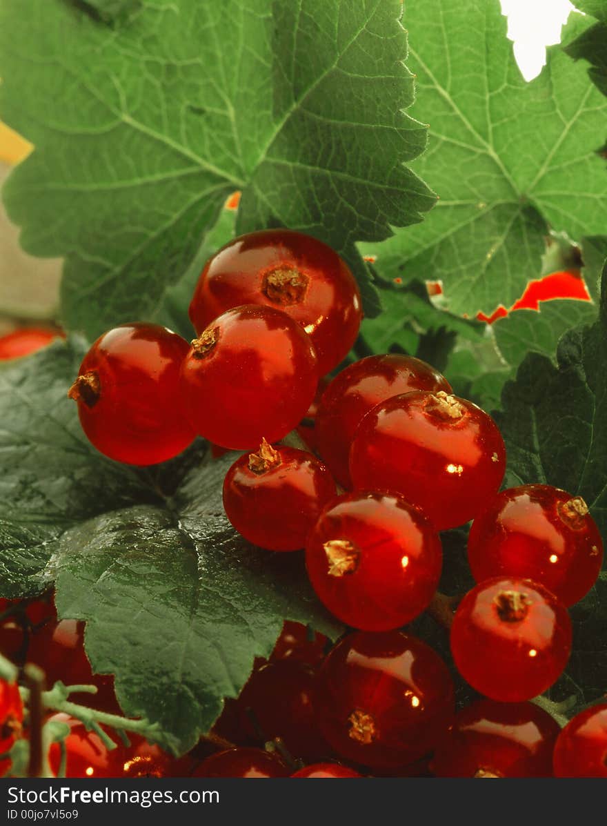 Red Currant